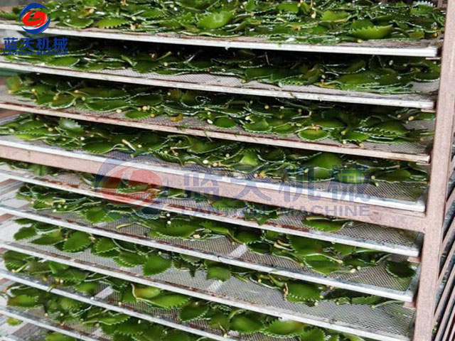 浙江海帶烘干機現場實拍